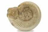 Jurassic Ammonite (Perisphinctes) - Madagascar #241570-1